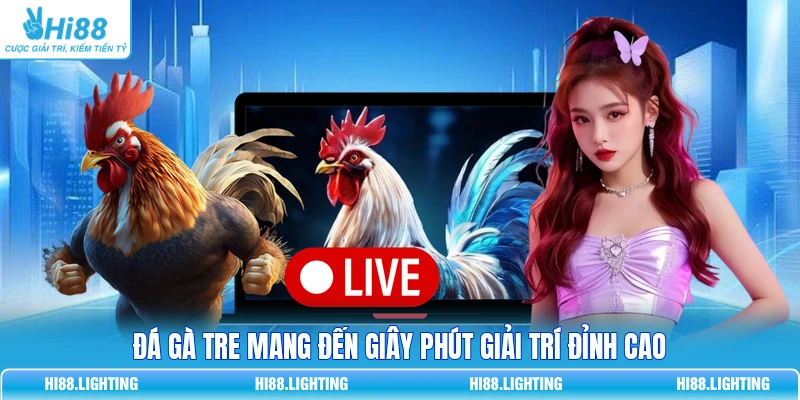Đá Gà Tre Là Gì? Đặc Điểm Của Các Trận Đá Gà Tre Hay 1 Đá gà tre mang đến giây phút giải trí đỉnh cao