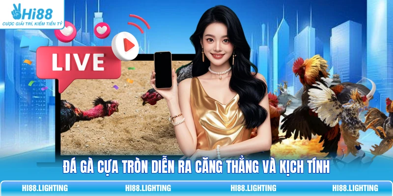 Đá Gà Cựa Tròn Là Gì? Đặc Điểm Của Hình Thức Thi Đấu 1 Đá gà cựa tròn diễn ra căng thẳng và kịch tính