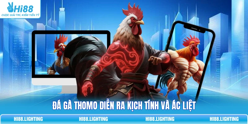 Đá Gà Thomo Là Gì? Tổng Quan Hình Thức Thi Đấu Hot 1 Đá gà Thomo diễn ra kịch tính và ác liệt