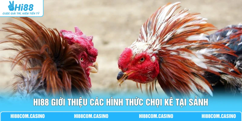GA28 Đá Gà - Xem Chọi Kê Hấp Dẫn Với Chất Lượng Full 4K 2 Hi88 giới thiệu các hình thức chọi kê tại sảnh