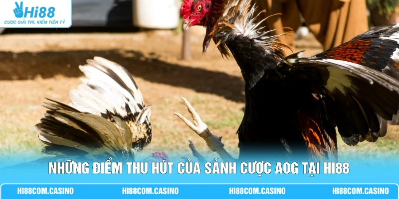 AOG Đá Gà Hi88 - Cuốn Hút Hàng Vạn Thành Viên Theo Dõi 1 Những điểm thu hút của sảnh cược AOG tại Hi88