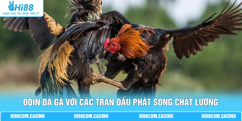 ODIN Đá Gà Sôi Động Cùng 36 Trận Đấu Mỗi Ngày Tại Hi88 2 ODIN đá gà với các trận đấu phát sóng chất lượng